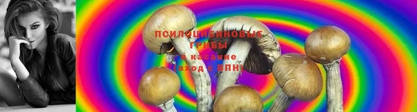ПСИЛОЦИБИНОВЫЕ ГРИБЫ Алзамай