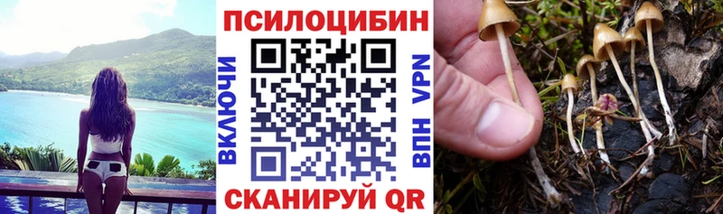 kraken как зайти  Мещовск  Псилоцибиновые грибы мицелий 